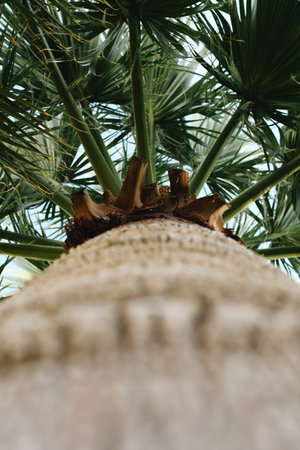 A vertical low angle closeup shot of a palm treeの写真素材
