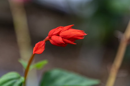 A closeup shot of a red flower on a blurred backgroundの写真素材