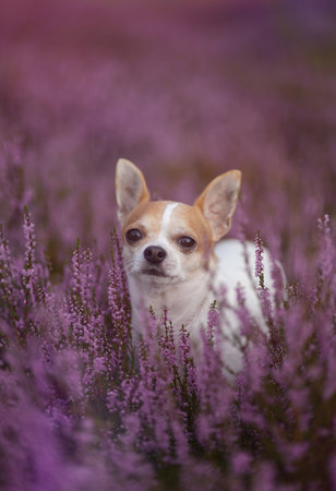 A vertical shot of a cute small Chihuahua amid purple wildflowers in the fieldの写真素材