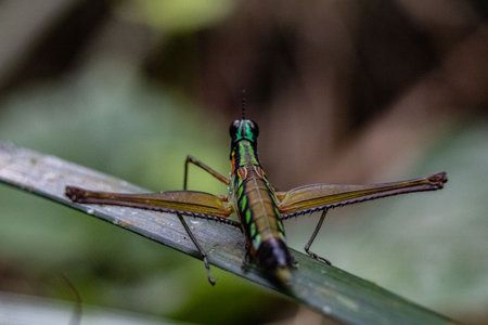 A closeup shot of a Paramastax poecilosoma grasshopper perched on a green leafの写真素材