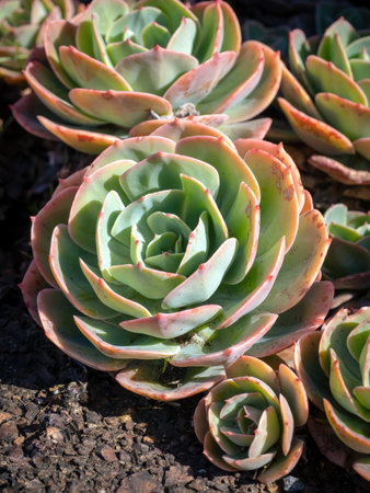 View of Echeveria secunda (glaucous echeveria) succulent plant in gardenの写真素材