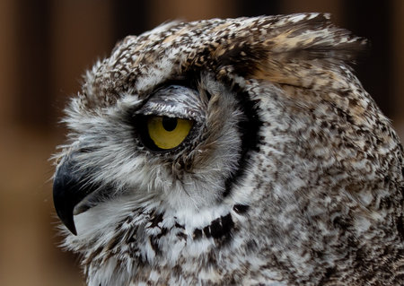 A closeup shot of a great horned owl headの写真素材