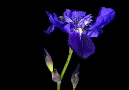 Iris sibirica, commonly known as Siberian iris or Siberian flag, is a species in the genus Iris. It is a rhizomatous herbaceous perennial, from Europeの写真素材