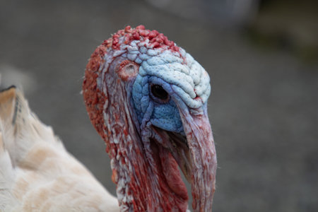 A closeup shot of a turkey bird on a blurred background