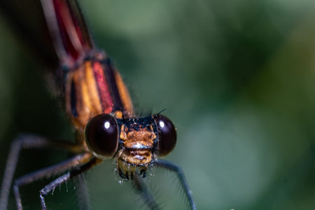 A closeup shot of the face of a dragonfly on a blurred backgroundの写真素材