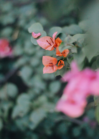 A vertical shot of orange bougainvillea flowers on a branchの写真素材