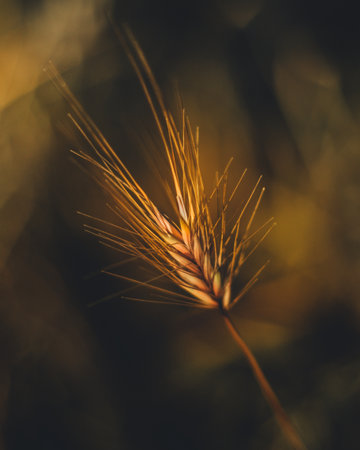 A macro shot of a wheat spike with a blurred backgroundの写真素材