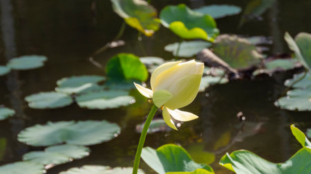 A selective focus shot of white lotus flower in a pondの写真素材