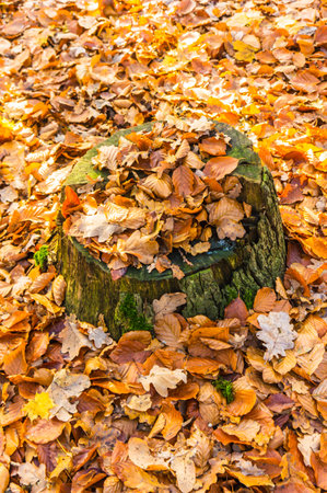 The leaves on the ground in the Debinski forestの写真素材