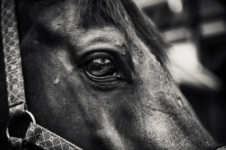 A grayscale closeup shot of a horse eyeの写真素材