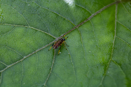A closeup shot of a beetle on a green leafの写真素材