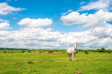 The horses and cows grazing in the green field against a cloudy sky on a sunny dayの写真素材