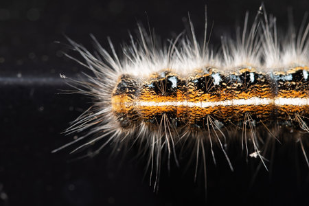 A top view macro of a caterpillarの写真素材