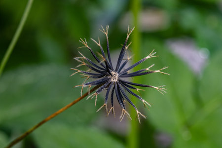 A closeup shot of a Black-jack flowering plant on a blurred backgroundの写真素材