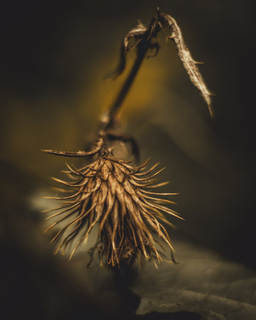 A selective focus shot of a thorny thistleの写真素材