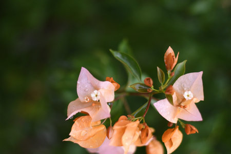 A closeup shot of blooming orange Bougainvillea flowersの写真素材