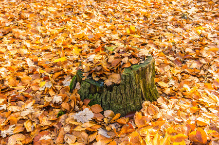 The leaves on the ground in the Debinski forestの写真素材