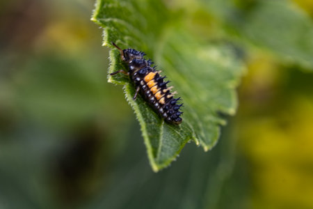 A closeup shot of Ladybug larvae perched on a green leaf on a blurred backgroundの写真素材