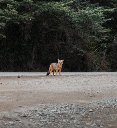 A red for in ubication Bariloche, Argentの写真素材