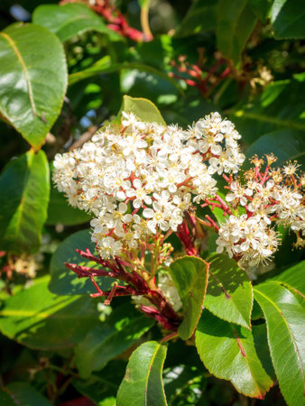 View of Red Tip Photinia (Photinia x fraseri) tree with flowers and leavesの写真素材