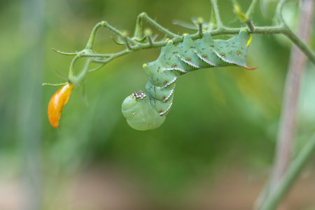 A macro shot of a Tomato Hornworm caterpillar on a  tomato plant with a green backgroundの写真素材