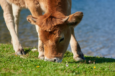 The brown cow grazing in the green field by water on a sunny dayの写真素材