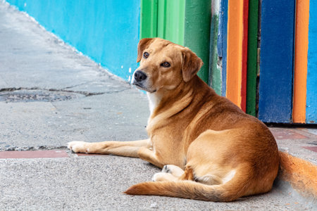 A scenic view of a cute dog lying down on the groundの写真素材
