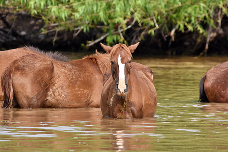 Arizona wild horses cooling off in the Salt River.の写真素材