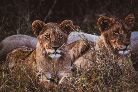 A view of lions in their habitat on safari in Okavanga, Delta, Botswanaの写真素材