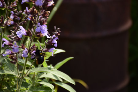 A closeup shot of common sage outdoorsの写真素材