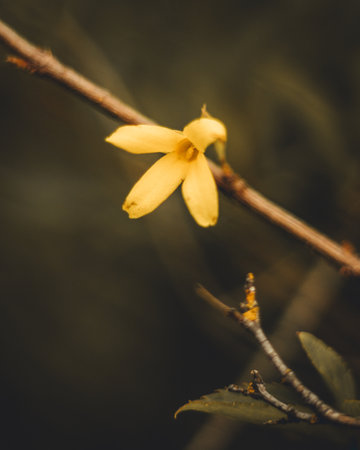 A macro shot of a small, yellow flower on a tree branch with a blurred backgroundの写真素材