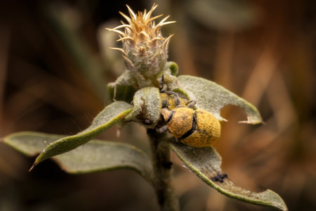 A macro of a yellow beetle on a thorn plantの写真素材