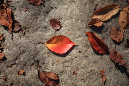 A top shot of the red fall dry leaves on a concrete groundの写真素材