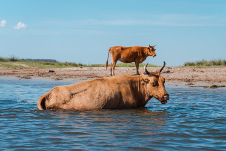 A domestic bull swimming in the water and another one standing on the lakesideの写真素材