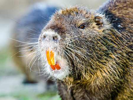 A closeup of the coypu, also known as the nutria, is a large, herbivorous, semiaquatic rodent.の写真素材