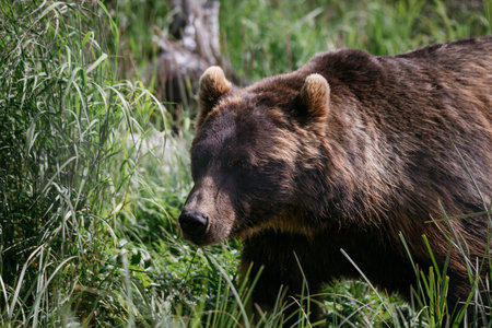 A closeup shot of a big Brown bear in Alaska