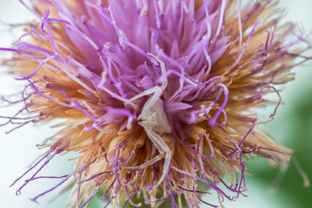 White Humped Crab Spider, Thomisus onustu, waiting for its prey in the purple petals of a Maltese Rock-Centaury flower, Cheirolophus crassifolius.の写真素材