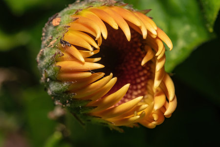 A macro shot of the beginning of the blossom process of the sunflower with blurry backgroundの写真素材