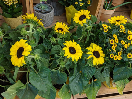 A garden of beautiful sunflowers in a summer houseの写真素材
