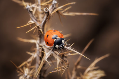 A macro of a cute red ladybug on a thornbushの写真素材
