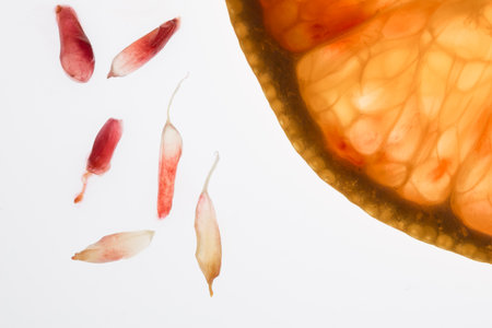 A macro shot of a slice of a fresh orange and orange pulp on a white surfaceの写真素材