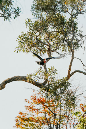 A vertical shot of a toucan flying off the tree on safari in Okavanga, Delta, Botswanaの写真素材