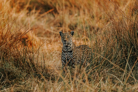 A view of a leopard in its habitat on safari in Okavanga, Delta, Botswanaの写真素材