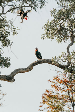 A vertical shot of toucan perched on the tree on safari in Okavanga, Delta, Botswanaの写真素材