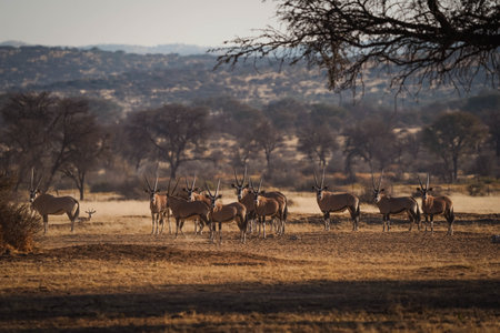 A view of antelopes in their habitat on safari in Okavanga, Delta, Botswanaの写真素材