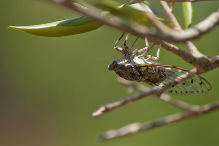 A closeup shot of common cicada on a tree branchの写真素材