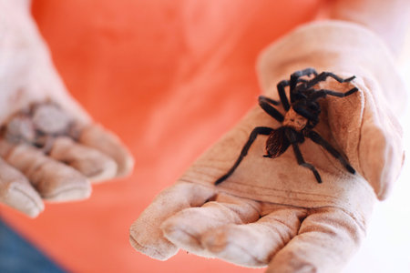 A closeup shot of a hand holding a tarantulaの写真素材