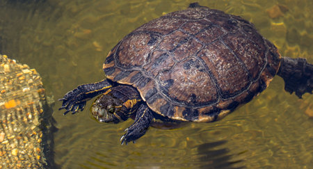 A closeup shot of a turtle swimming in the seaの写真素材