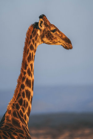 A vertical shot of a beautiful giraffe in its habitat on safari in the Okavanga, Delta, Botswanaの写真素材