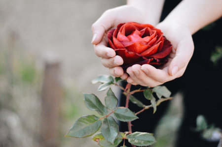 A closeup shot of hands holding a blooming red peonyの写真素材